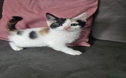 Mixed Breed cats for sale: 5 beautiful kittens ready for new loving home  - Image 8