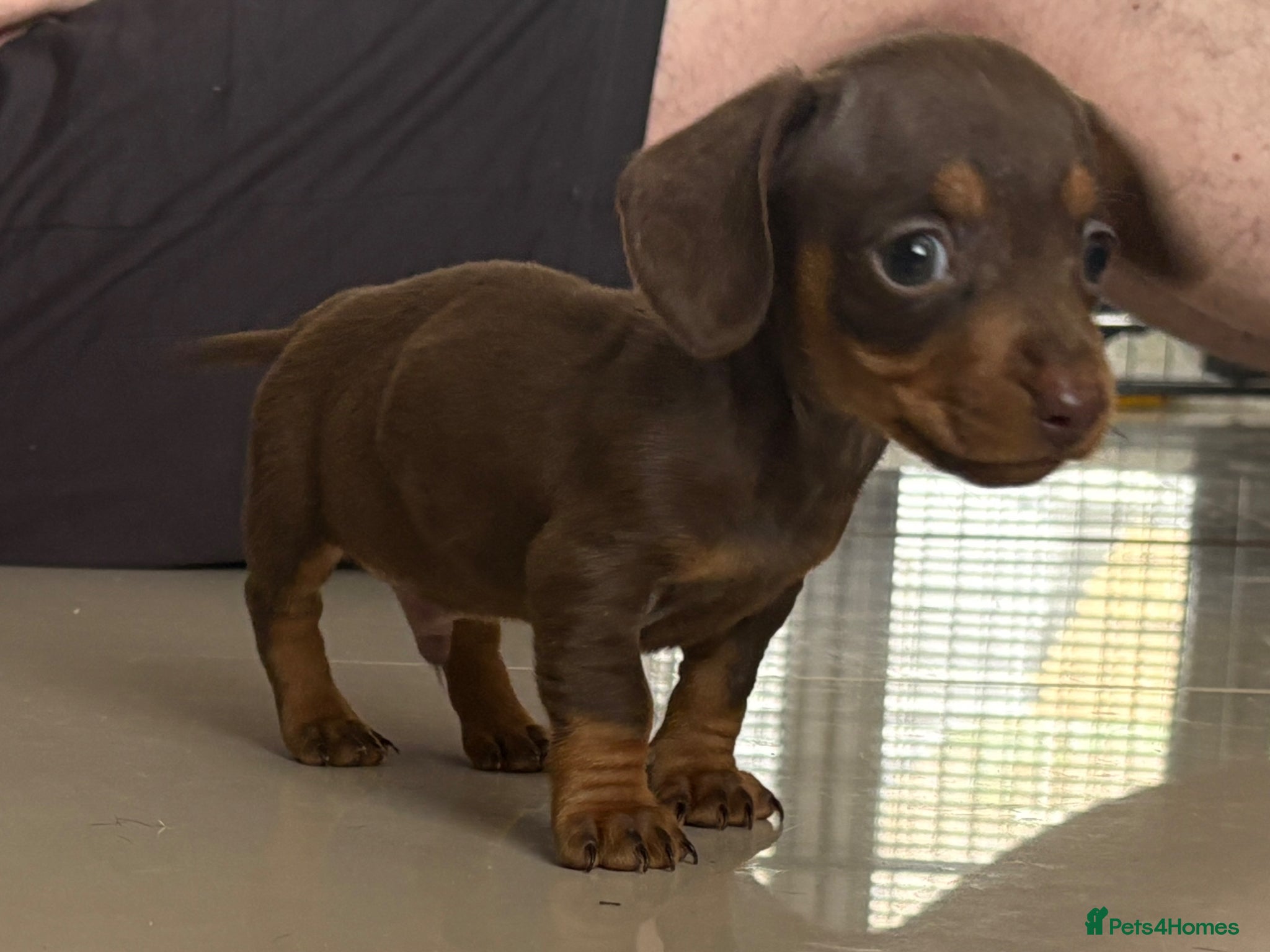 Miniature Dachshund dogs Stunning miniature dachshunds PRA clear   - Advert 8