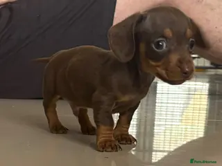 Miniature Dachshund dogs Stunning miniature dachshunds PRA clear - Advert 8