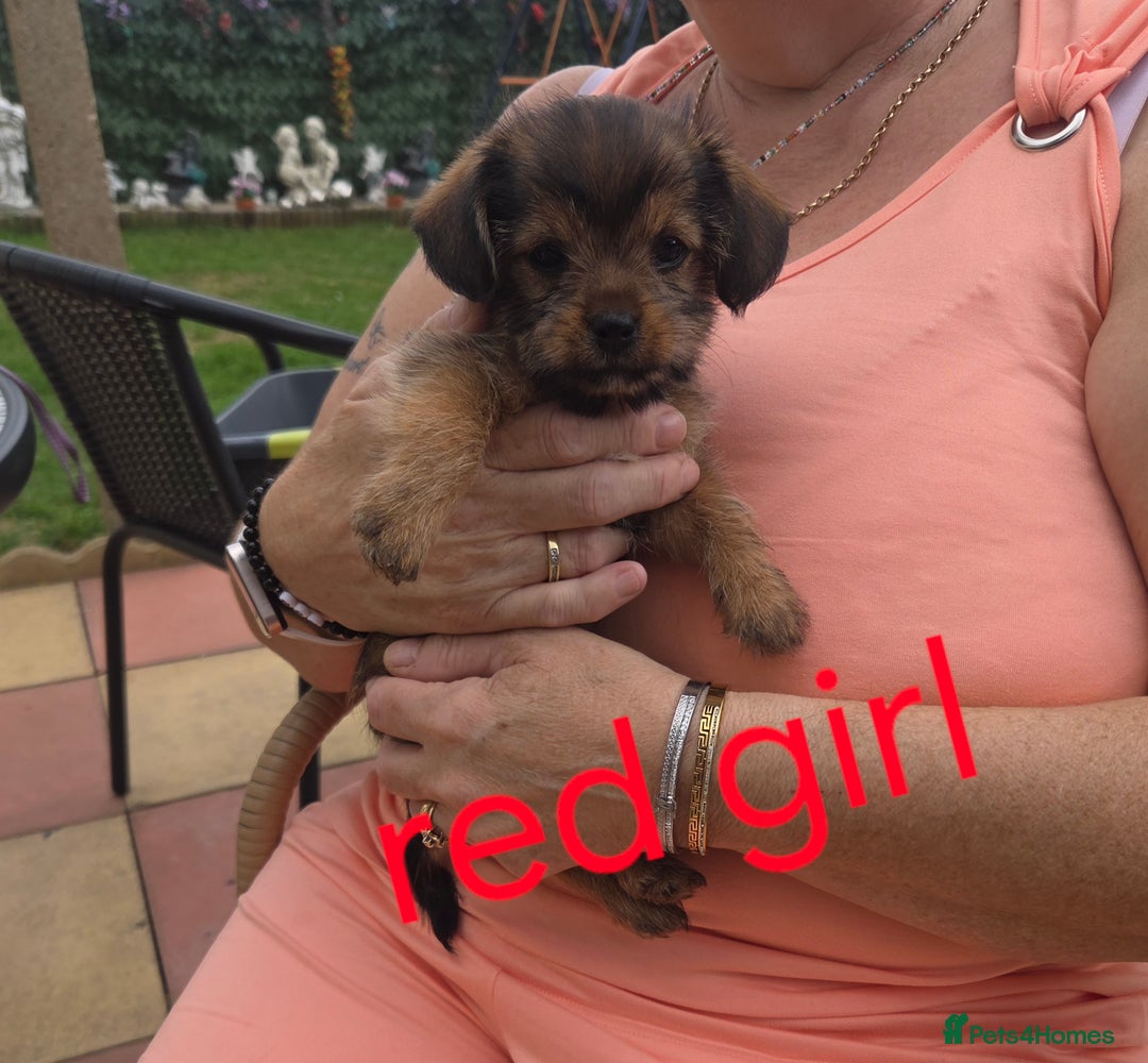 Shorkie dogs for sale: Shorkie puppys - Image 6