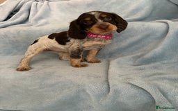 Cocker Spaniel dogs for sale: Ready to leave! 7 beautiful cocker spaniel pups in Hornchurch - Image 9