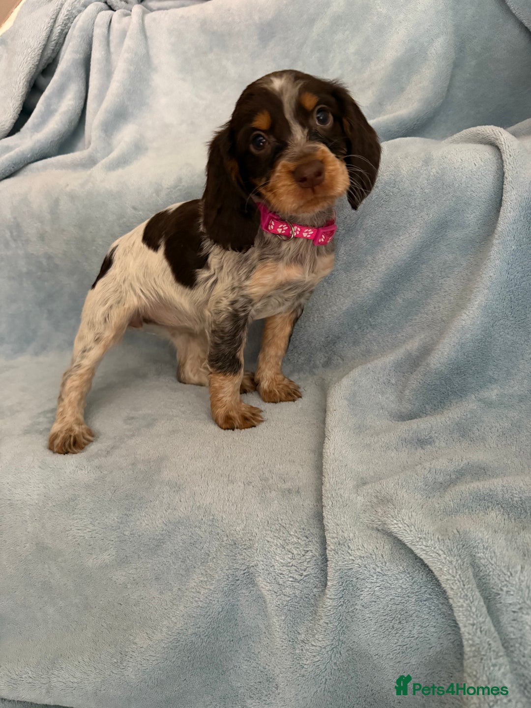 Cocker Spaniel dogs for sale: Ready to leave! 7 beautiful cocker spaniel pups in Hornchurch - Image 9