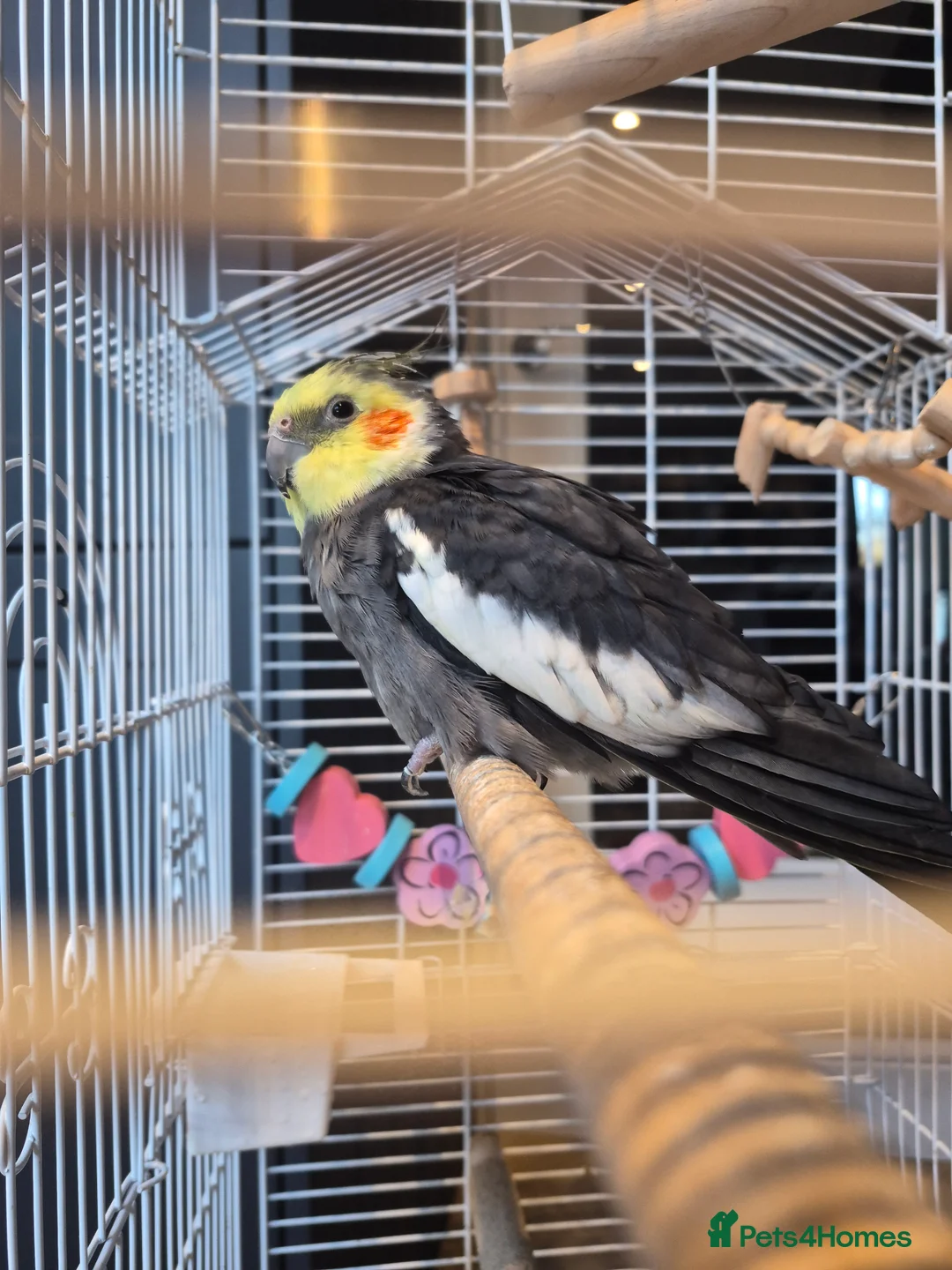 Cockatiels birds for sale: Cockatiel for Sale – Experienced Home Needed - Advert 2