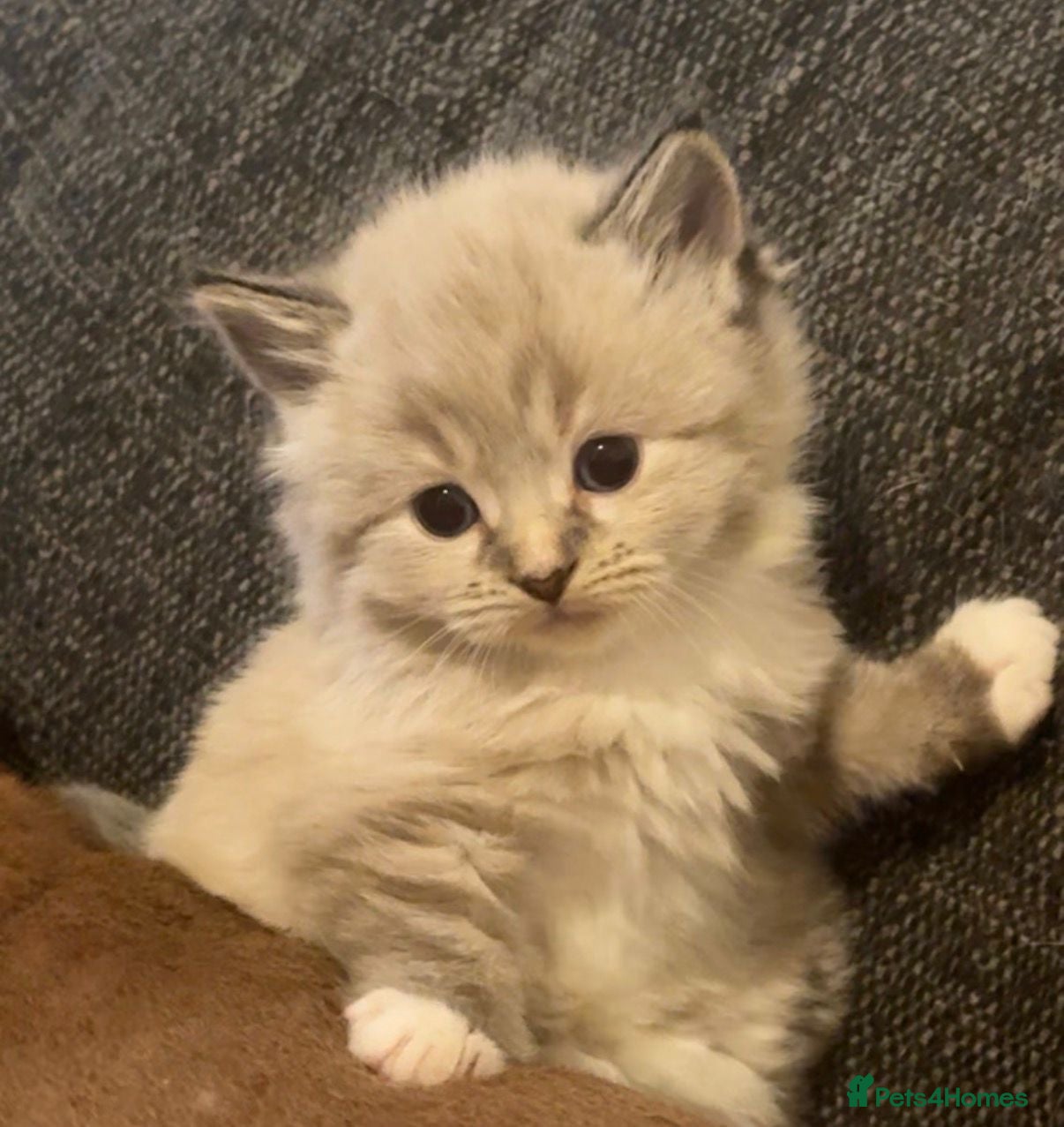 Mixed Breed cats Adorable Ragdoll Kittens  - Advert 4