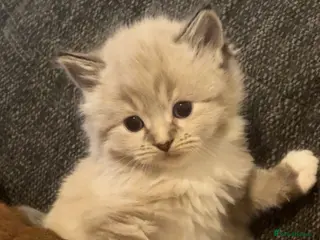 Mixed Breed cats Adorable Ragdoll Kittens - Advert 4