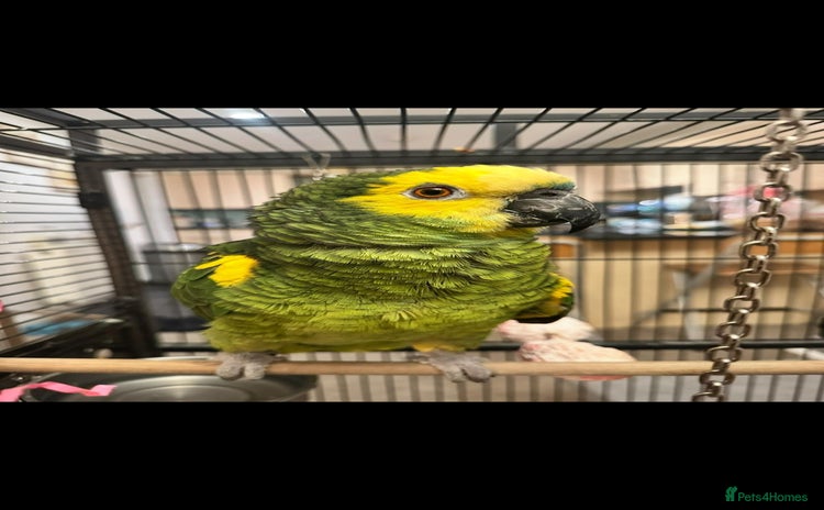 Parrots birds - Advert 2