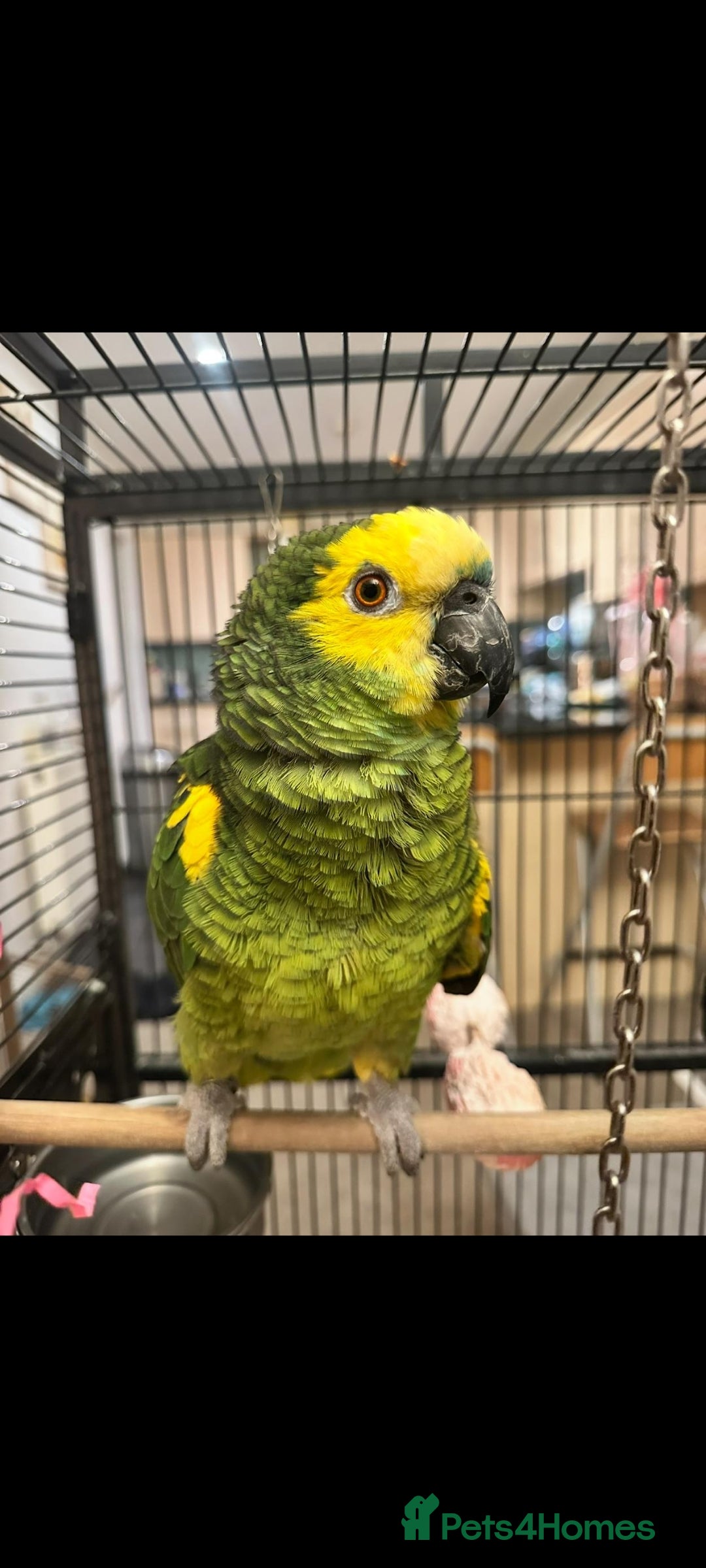 Parrots birds for sale: Beautiful blue fronted amazon very good talker - Image 1