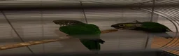 Conures birds for sale: 3 Proven Breeding Pairs of Conures With DNA Certs - Advert 5