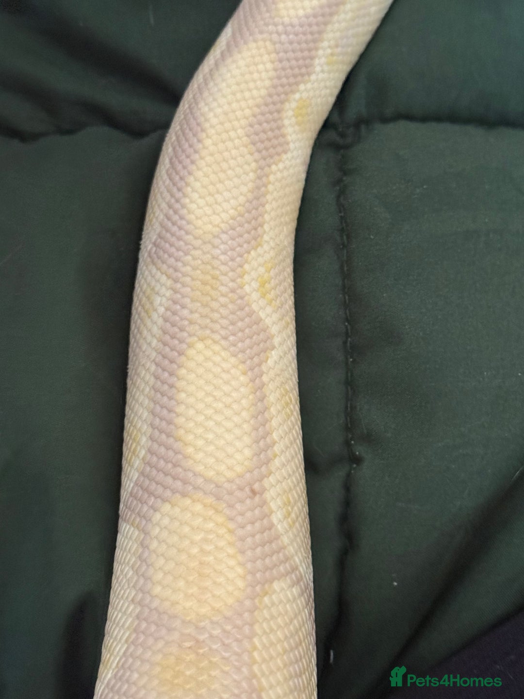 Python Snake reptiles for sale: Lavender female royal python & set up  - Image 4