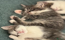 Mixed Breed cats for sale: 2 kittens available for their forever homes - Image 2