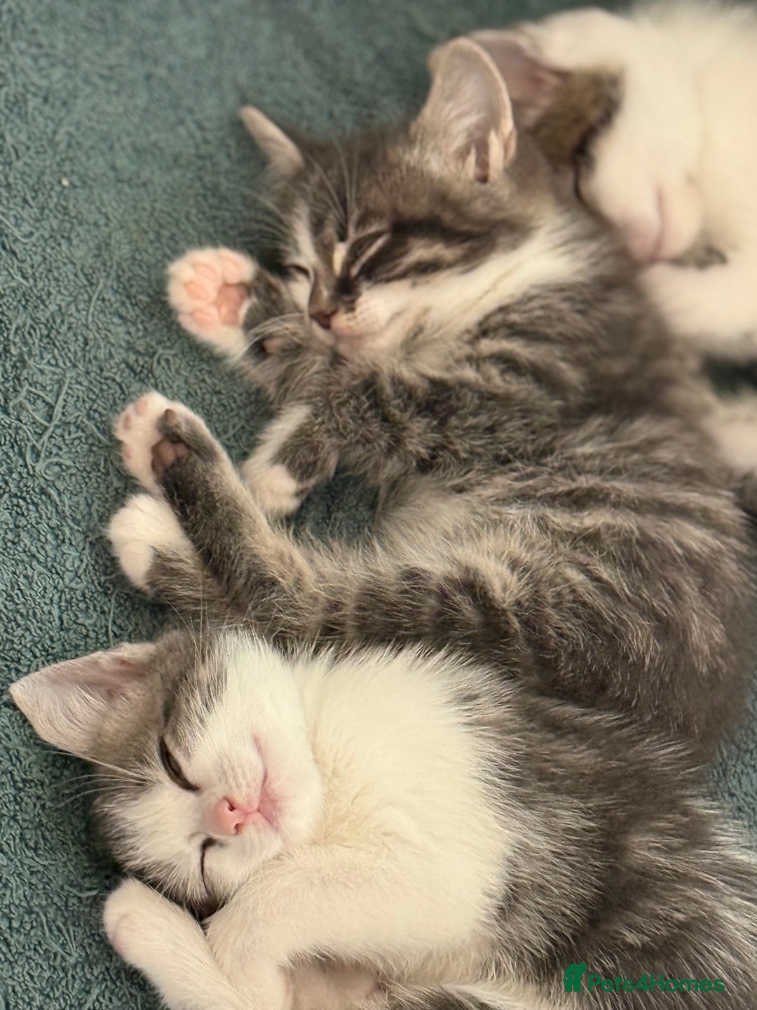 Mixed Breed cats for sale: 2 kittens available for their forever homes - Image 2