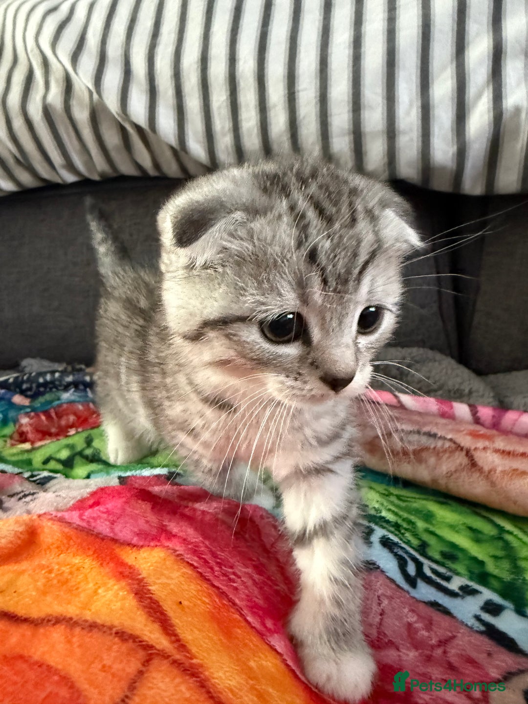 Scottish Fold cats for sale: 5 beautiful Scottish fold kittens  - Advert 14