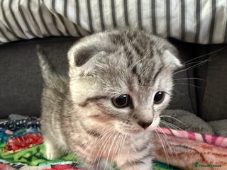 Scottish Fold cats 5 beautiful Scottish fold kittens - Advert 7
