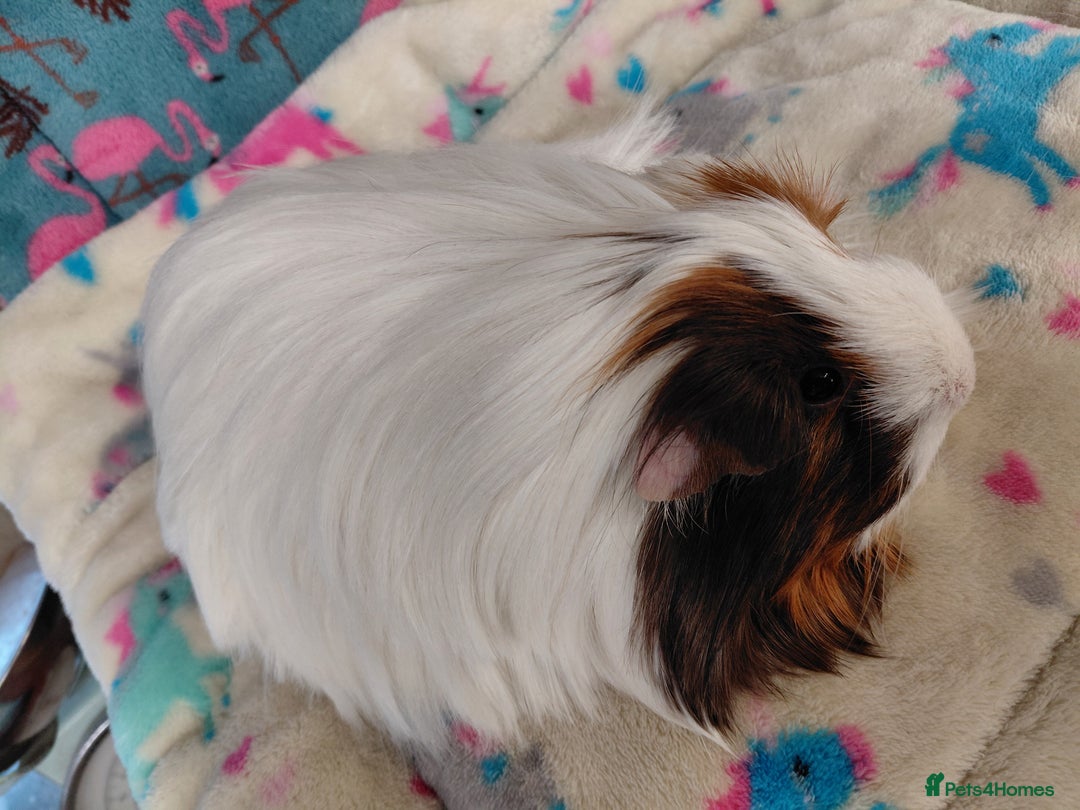 Guinea Pig rodents for sale: Baby Longhaired/ Longhaired Retired Young Adults. - Advert 30
