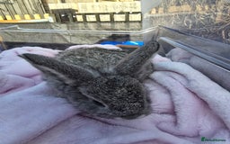 Lionhead rabbits for sale: 8 beautiful babies  - Image 4