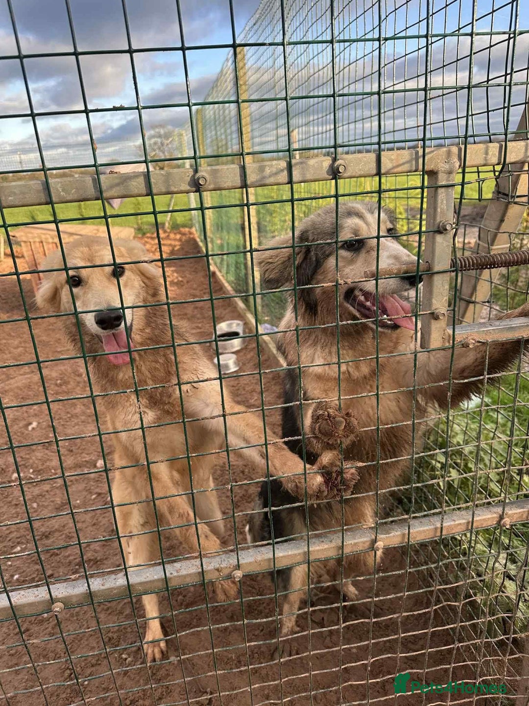 Mixed Breed dogs for adoption: Meet Bolt, currently residing in Cheshire  - Advert 2