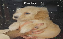 Maltipoo dogs for sale: Quality Champion Apricot Teddy toy Maltipoo's 🧸 - Image 17