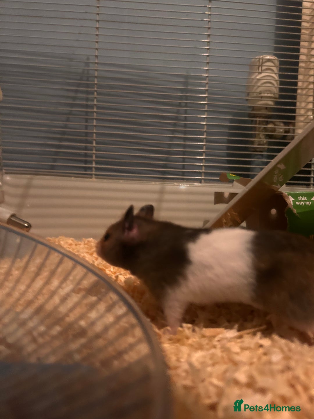 Hamster rodents for sale: Syrian hamster looking for new home - Advert 6