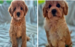 Cavapoochon dogs for sale: F1b MOYEN MERLE CAVAPOOCHON PUPS - Image 3