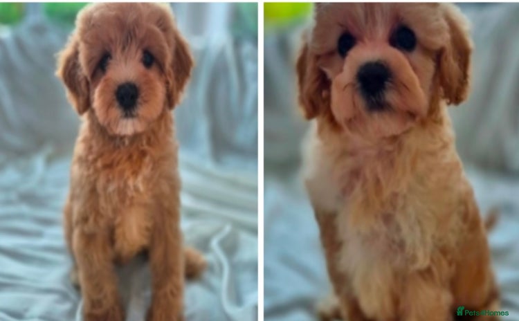 Cavapoochon dogs - Advert 1