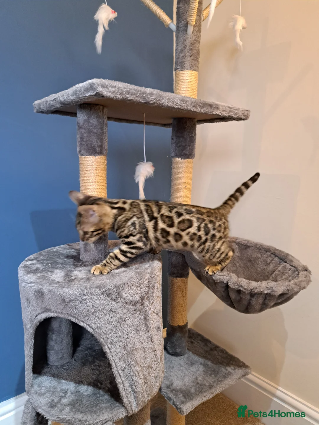 Bengal cats for sale: Stunning TICA Bengal Kitten - Advert 6