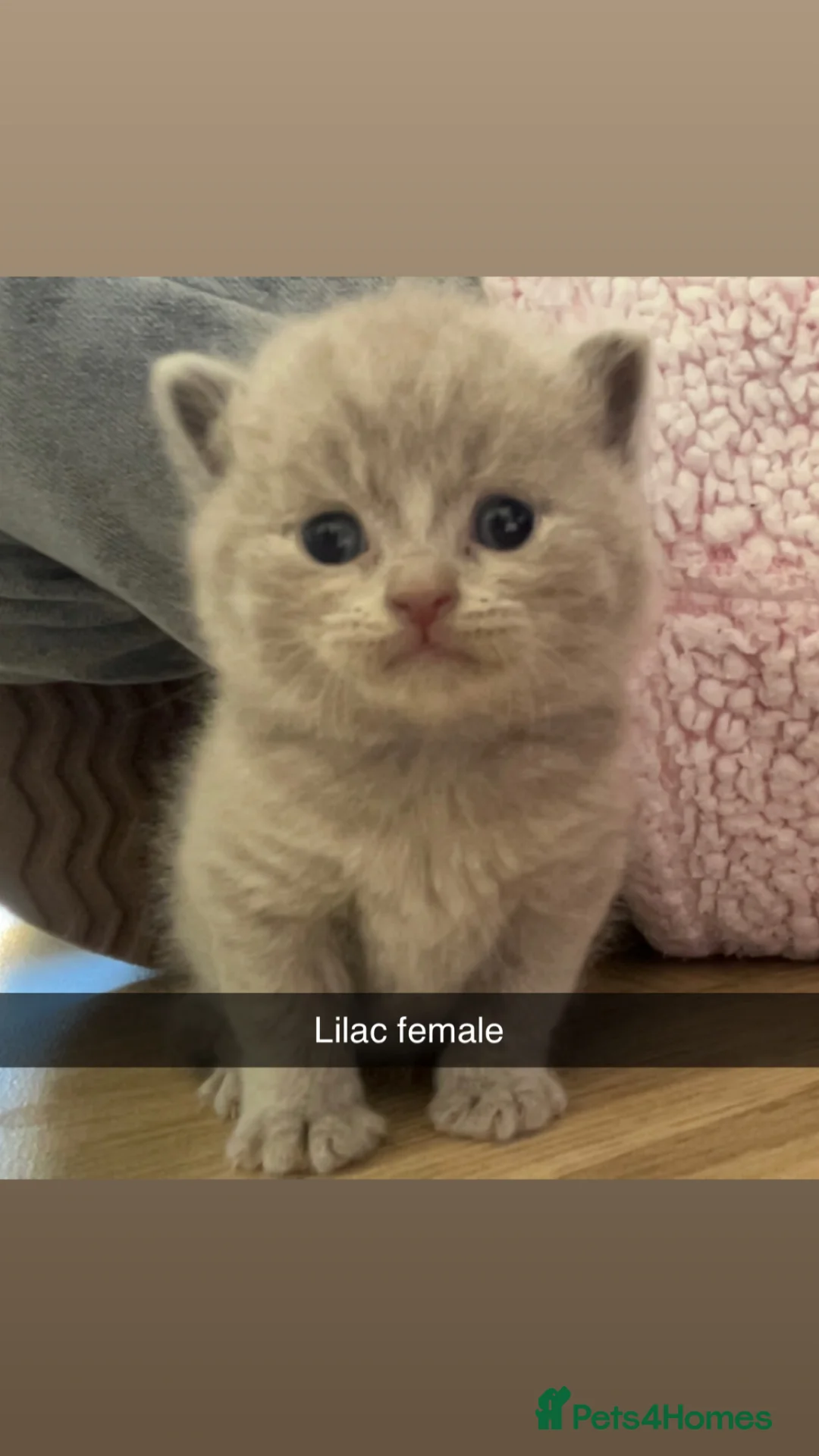 British Shorthair cats for sale: Blue & Lilac British Shorthair kittens - Advert 17