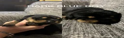 Rottweiler dogs for sale: ONLY ONE BOY LEFT - Advert 29