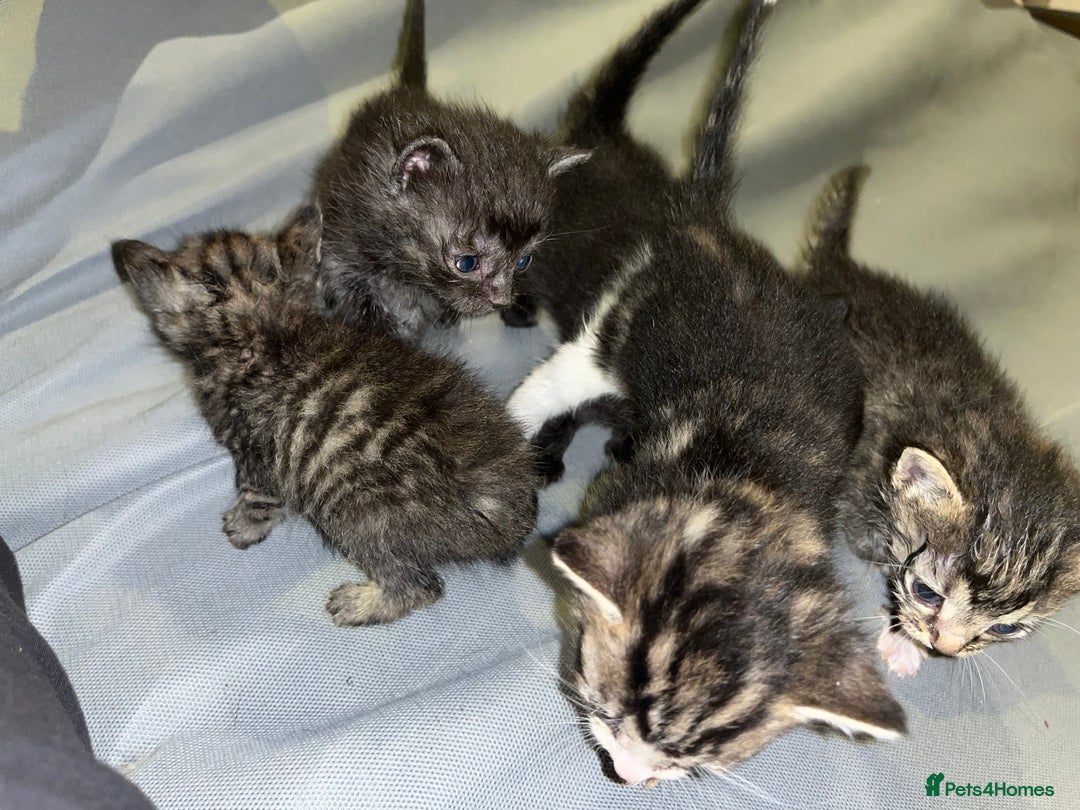 Mixed Breed cats for sale: Mixed Breed Kittens 🐈‍⬛ 🐾  - Image 14