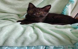 Mixed Breed cats for sale: Black mixed breed kittens - Image 15
