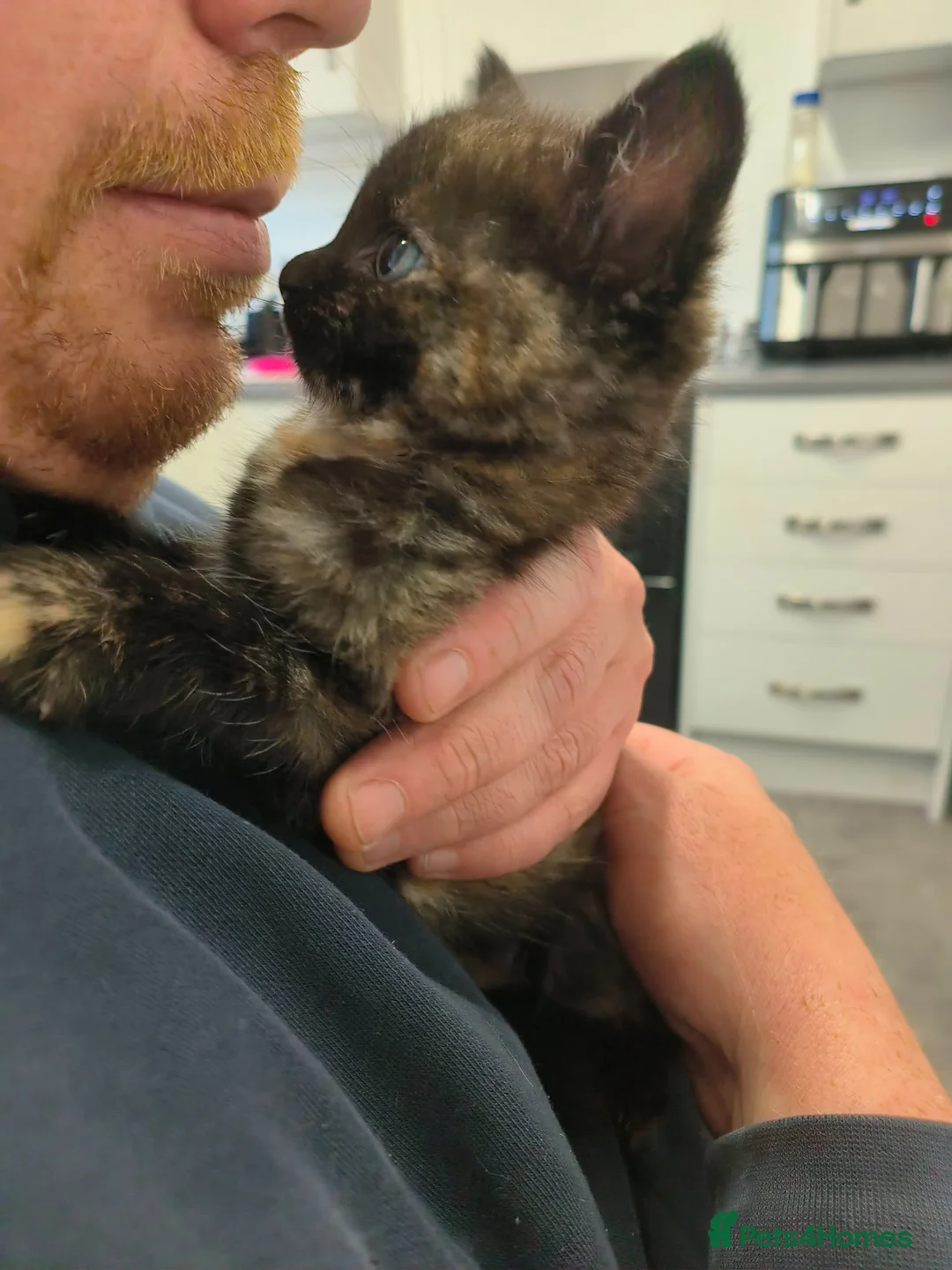 Mixed Breed cats for sale: Black and white and tortishell females - Advert 6