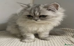 Persian cats for sale: 3 beautiful Persian Kittens Registered with GccF - Image 9