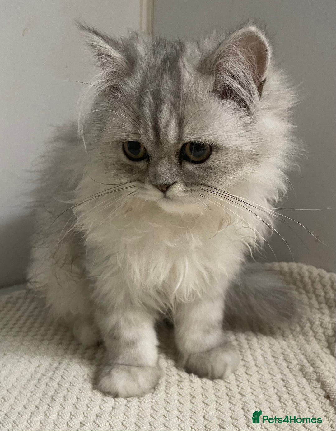 Persian cats for sale: 3 beautiful Persian Kittens Registered with GccF - Image 9