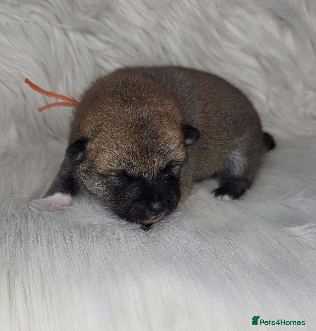 Japanese Shiba Inu dogs for sale: Outstanding Japanese Shiba Inu - Advert 10