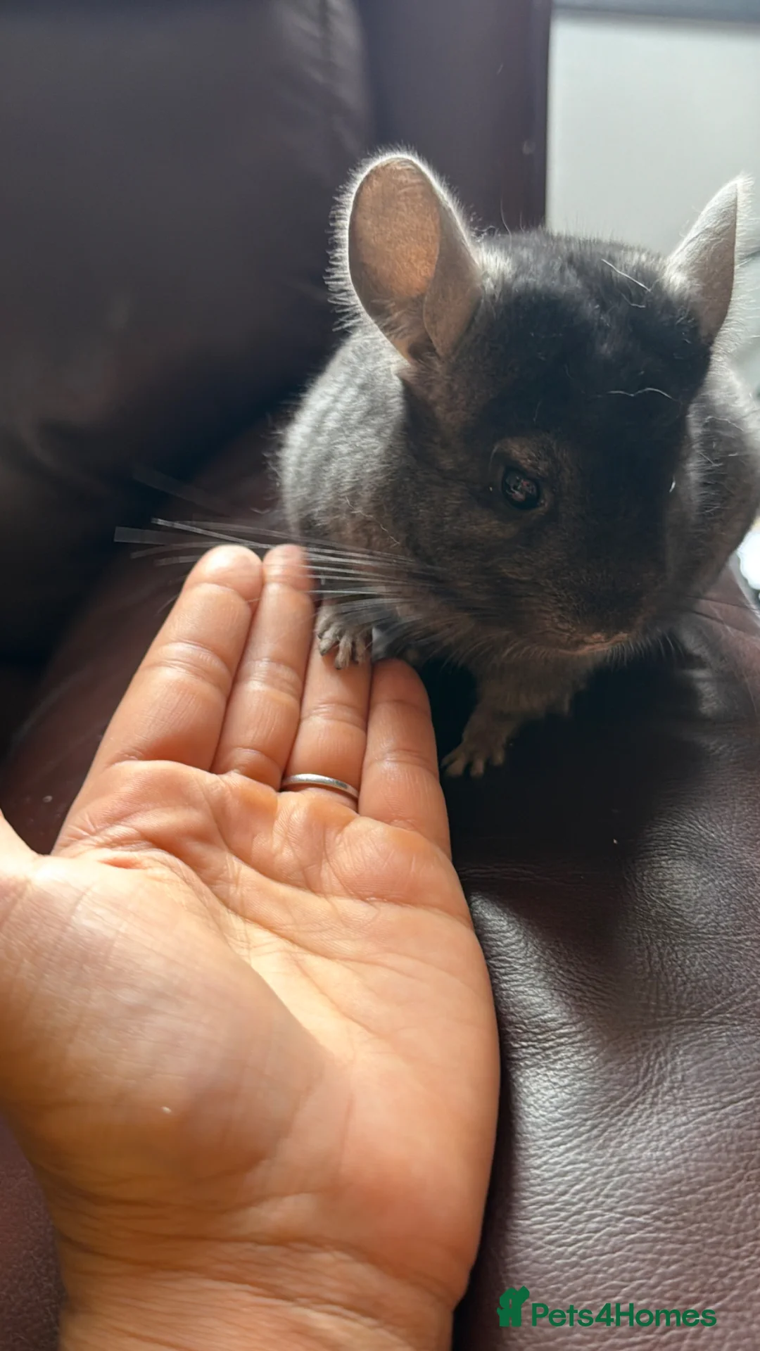 Chinchilla rodents for sale: 5 month old chinchilla for sale  in Huddersfield - Advert 2