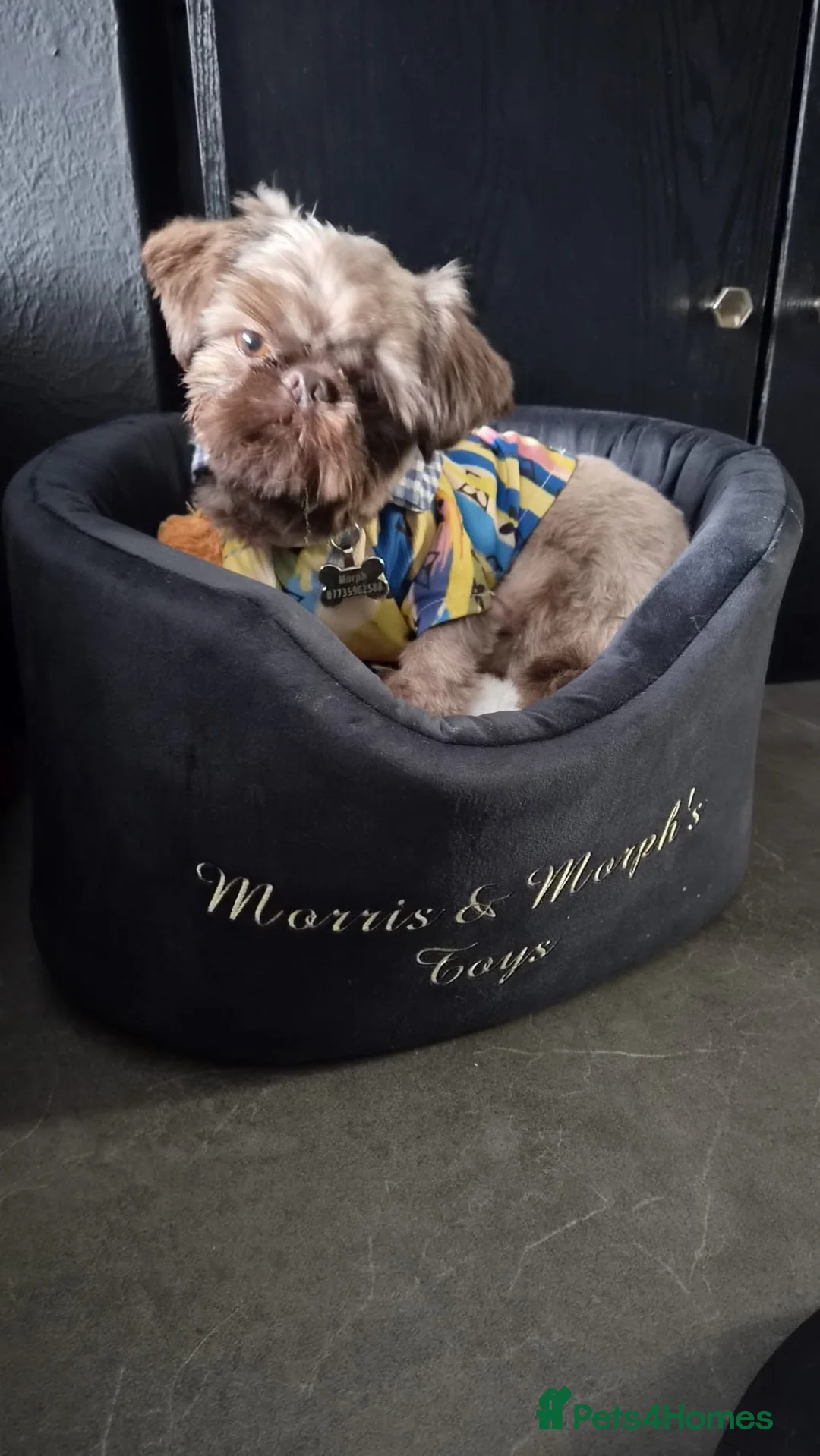 Shih Tzu dogs for sale: Gorgeous 9 month old male imperial Shihtzu  - Advert 2