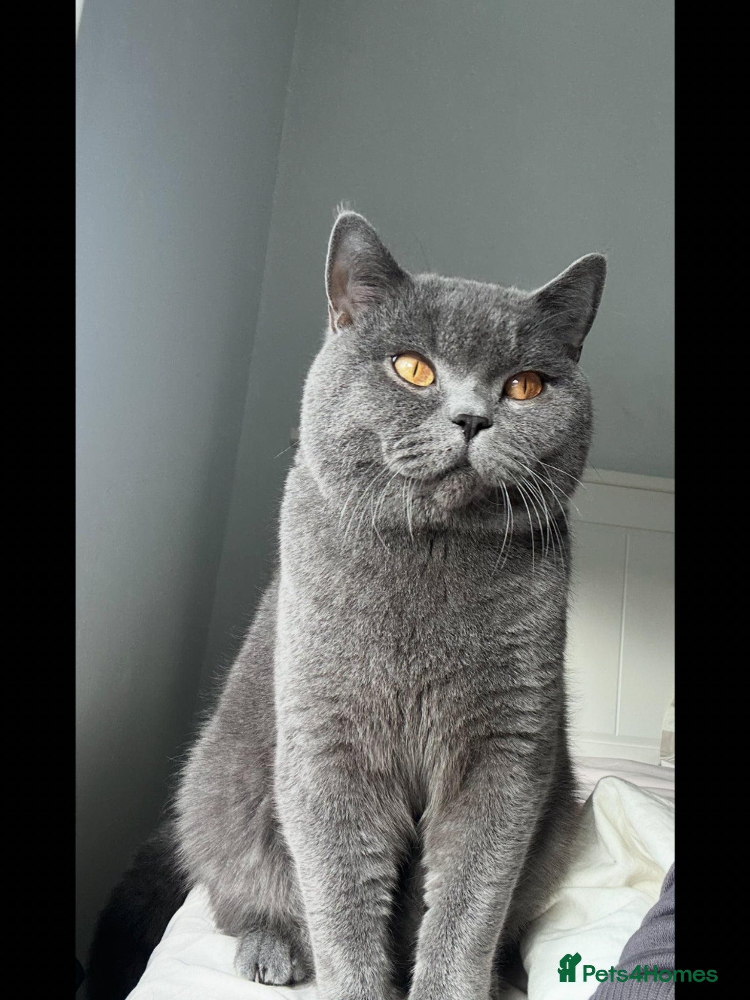 British Shorthair cats cute British shorthair kittens  - Advert 14