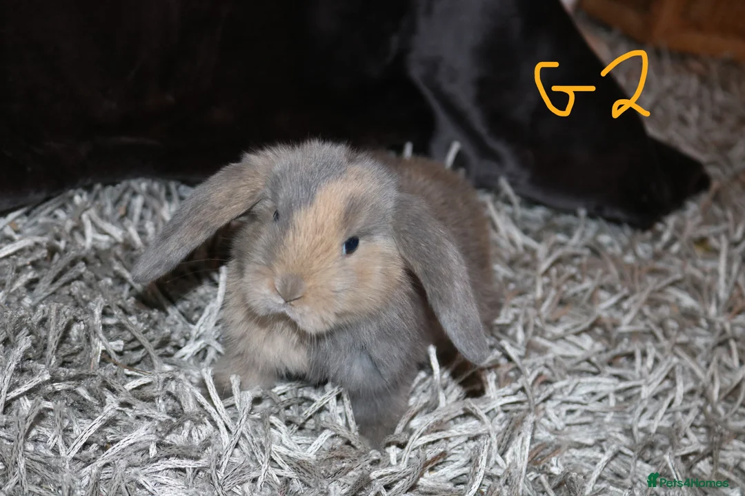 Mini Lop rabbits for sale: 5 Mini Lop x Mini Plush babies  - Advert 22
