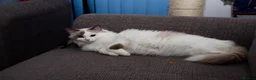 Ragdoll cats for sale: Seal bicolour (mismarked) RagaLike Female - Advert 4