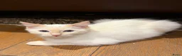 Ragdoll cats for sale: Ragdoll male  - Advert 1