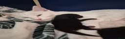 Mixed Breed cats for sale: Female kitten  in Glasgow - Advert 1