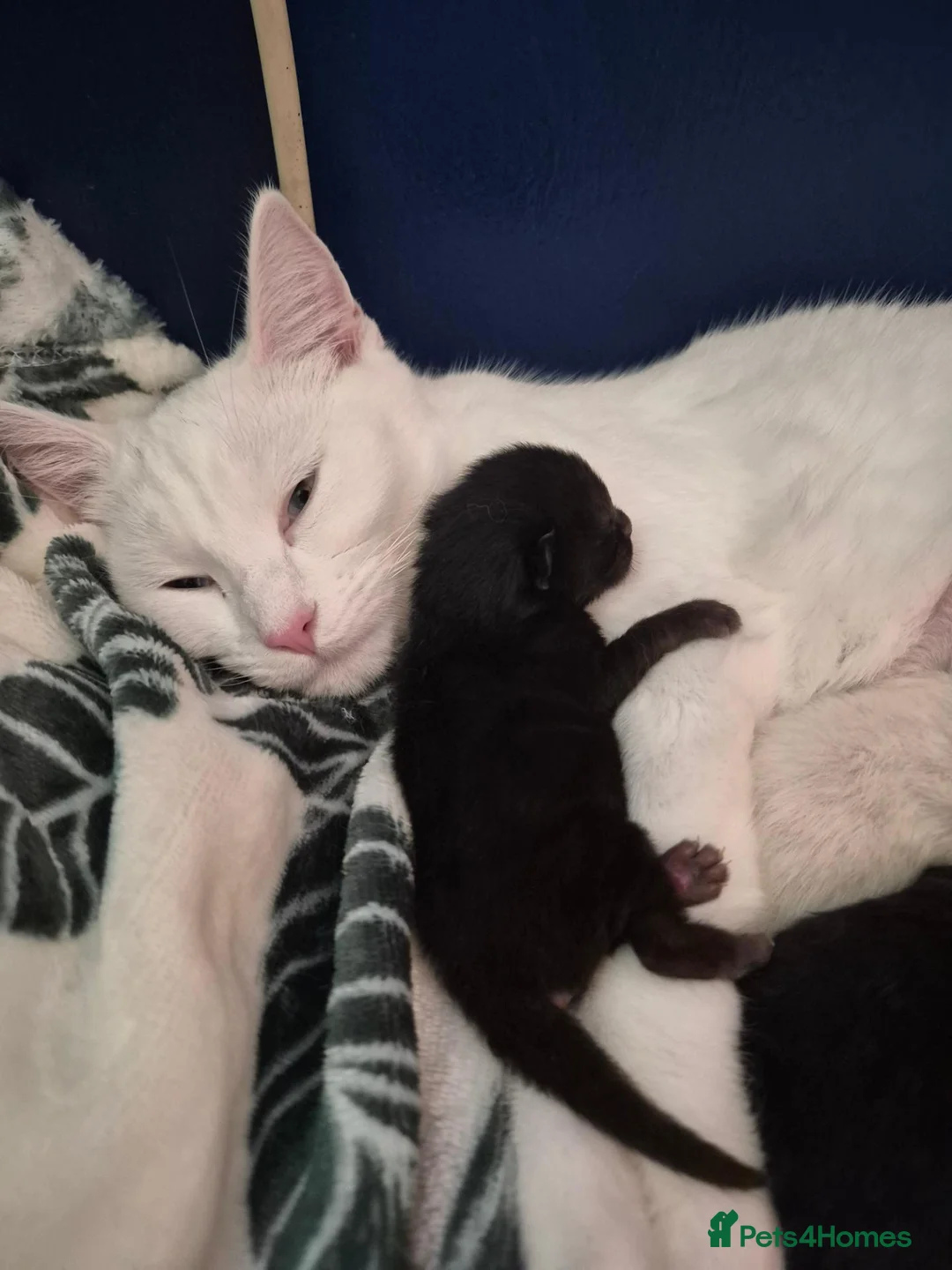Mixed Breed cats for sale: Female kitten  in Glasgow - Advert 1