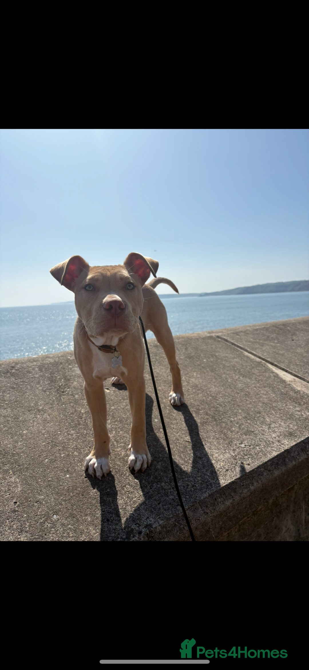 Staffordshire Bull Terrier dogs for sale: Beautiful Bailey  - Image 2