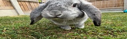 Lionhead rabbits for sale: Bonded Pair Mini Lop (F) Lionhead (M) - Advert 1