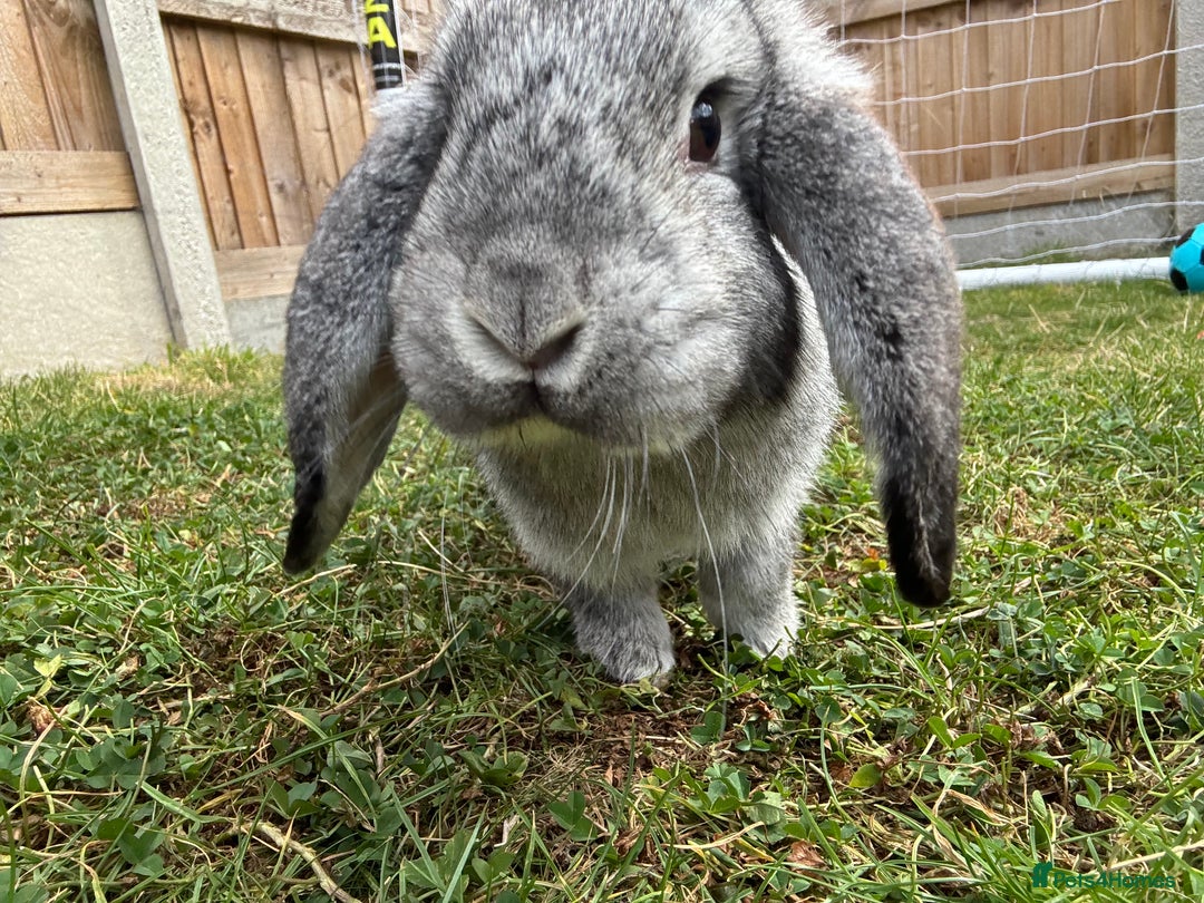 Lionhead rabbits for sale: Bonded Pair Mini Lop (F) Lionhead (M) - Advert 1