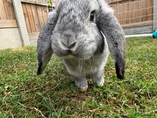 Lionhead rabbits Bonded Pair Mini Lop (F) Lionhead (M) - Advert 1