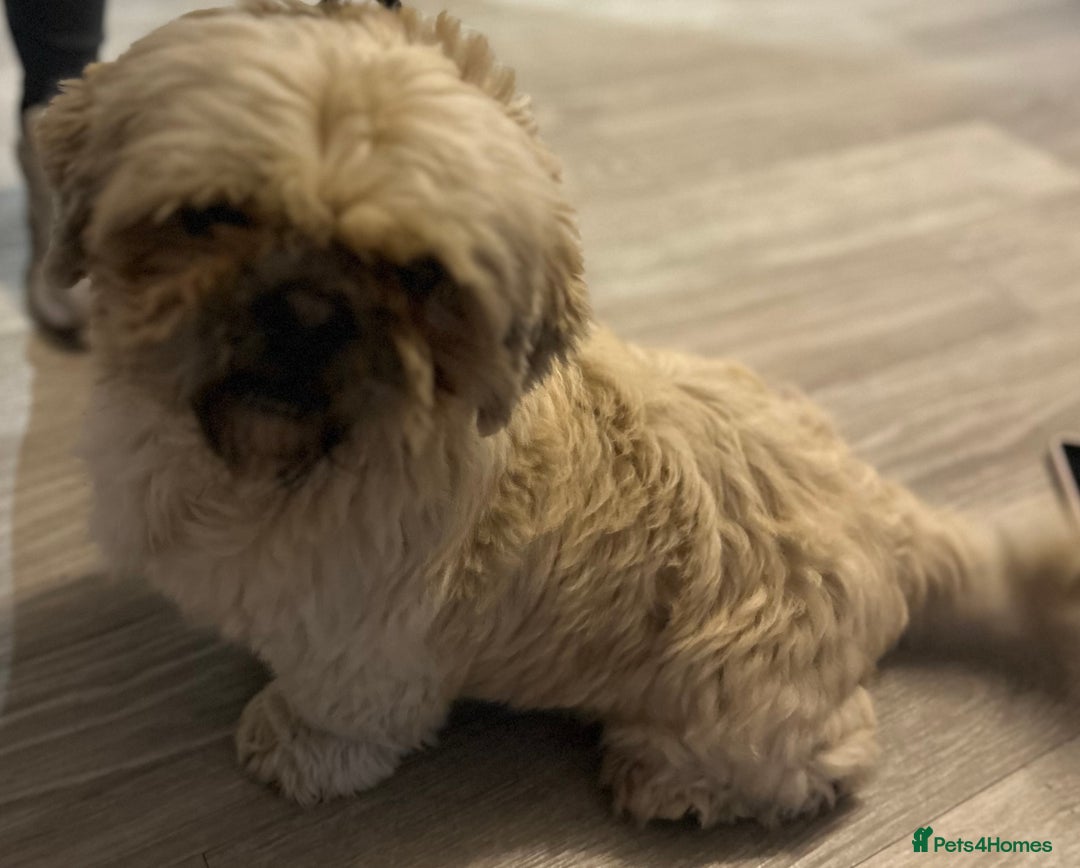 Shih Tzu dogs for sale: shih tzu - Image 7