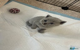 British Shorthair cats for sale: British short hair kittens - Image 4