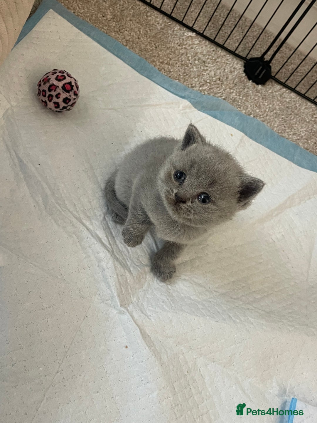 British Shorthair cats for sale: British short hair kittens - Image 4