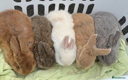 Mixed Breed rabbits for sale: Beautiful well handled baby bunnies - Image 3