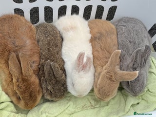 Mixed Breed rabbits - Advert 1